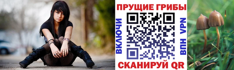 Галлюциногенные грибы Psilocybine cubensis  Сафоново 